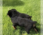 Small #14 Rottweiler