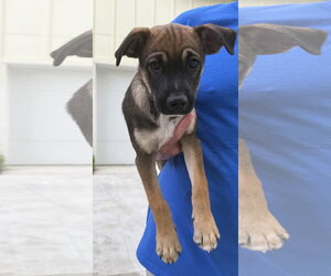 Beagle-Unknown Mix Dogs for adoption in The Woodlands, TX, USA