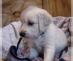 Puppy Snow English Cream Golden Retriever