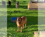 Small #1 Labrador Retriever Mix