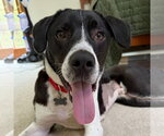 Ranger - Male Pointer-Unknown Mix Dog for Adoption - Small photo