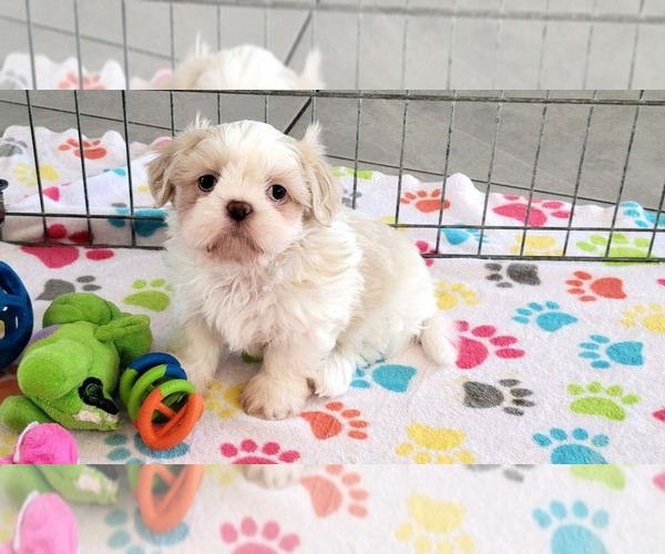 Medium Photo #6 Shih Tzu Puppy For Sale in ORO VALLEY, AZ, USA