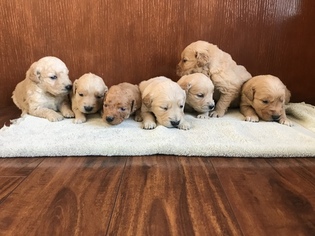 Golden Retriever Puppy for sale in ATHOL, ID, USA