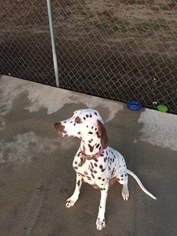 Mother of the Dalmatian puppies born on 09/28/2017