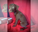 Small #2 Labrador Retriever Mix