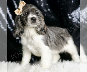 Cocker Spaniel Puppy for sale in WARSAW, IN, USA