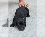 Light purple - Male Labrador Retriever Puppy for Sale - Photo #5