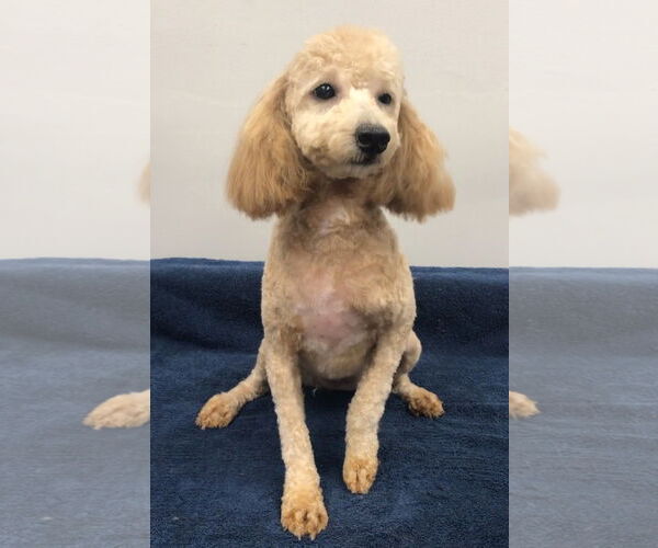 Medium Photo #4 Mutt Puppy For Sale in Lincolnwood, IL, USA