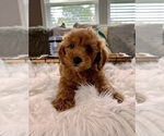 Small Photo #1 Cockapoo Puppy For Sale in INDIANAPOLIS, IN, USA