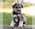 Small #2 Schnauzer (Miniature)