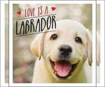 Small Photo #11 Labrador Retriever Puppy For Sale in PALM COAST, FL, USA