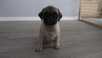 Small Photo #1 Pug Puppy For Sale in ROUND ROCK, TX, USA