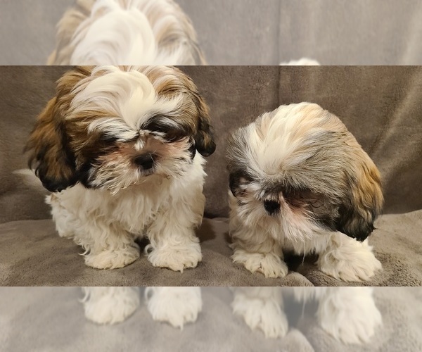 Medium Photo #1 Shih Tzu Puppy For Sale in COUNTRY CLUB, MO, USA