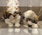 Small Photo #1 Shih Tzu Puppy For Sale in COUNTRY CLUB, MO, USA