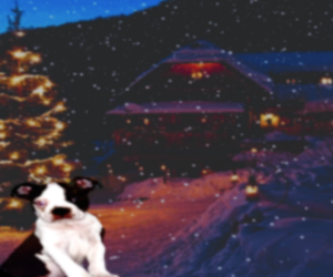 Boston Terrier Puppy for sale in ARLINGTON, WA, USA