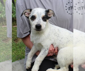 Mutt Dogs for adoption in Prattville, AL, USA