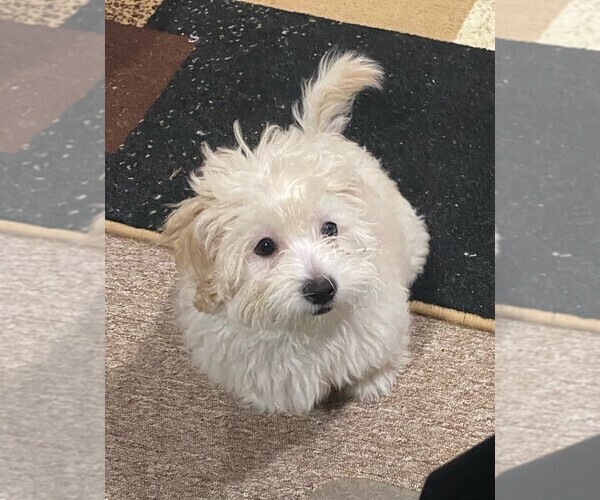 View Ad Lhasa ApsoPoodle (Standard) Mix Puppy for Sale near New