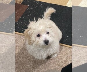 Lhasa Apso-Poodle (Standard) Mix Puppy for sale in E BRUNSWICK, NJ, USA