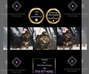 Poodle (Toy) Puppy for sale in WARSAW, IN, USA