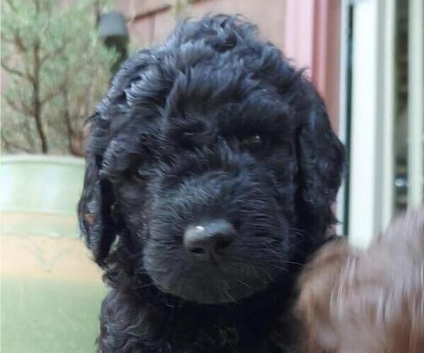 Medium Photo #2 Goldendoodle Puppy For Sale in CASTLE ROCK, WA, USA