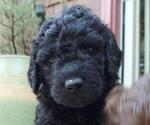 Small Photo #2 Goldendoodle Puppy For Sale in CASTLE ROCK, WA, USA