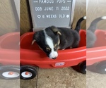 Small Photo #38 Welsh Cardigan Corgi Puppy For Sale in SUN PRAIRIE, WI, USA