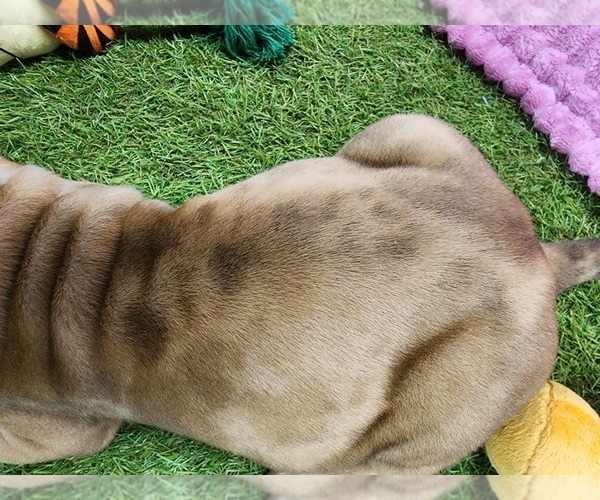 Medium Photo #14 Catahoula Leopard Dog Puppy For Sale in CUMBY, TX, USA