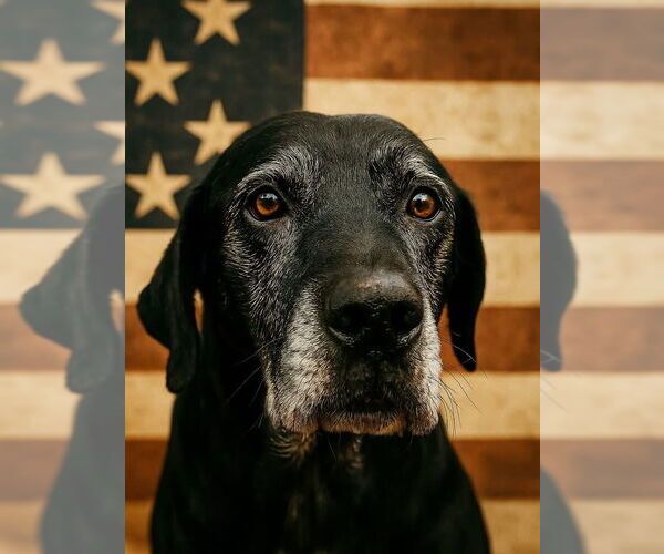 Medium Photo #5 Mutt Puppy For Sale in Houston, TX, USA