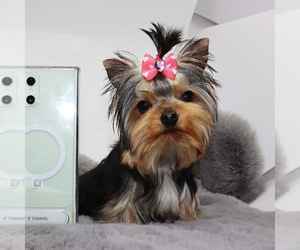 Yorkshire Terrier Puppy for sale in LOS ANGELES, CA, USA