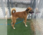 Small #1 Mutt