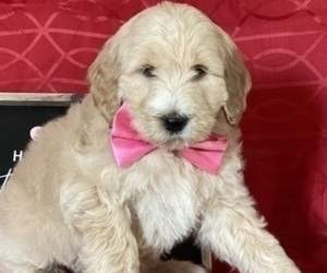 Goldendoodle Puppy for sale in LANCASTER, PA, USA