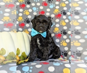 Cock-A-Poo Puppy for sale in NEW HOLLAND, PA, USA