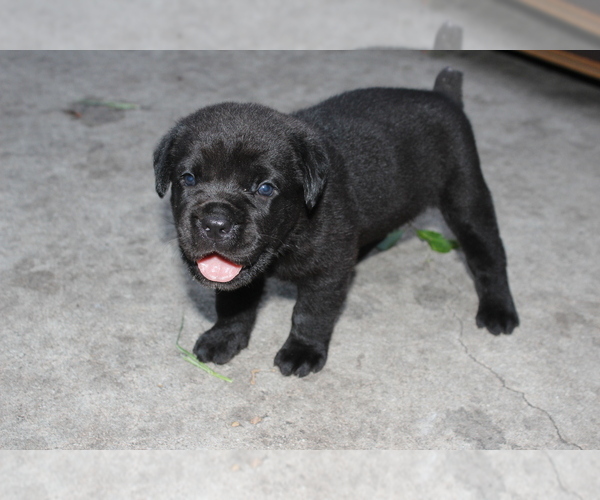 Medium Photo #7 Cane Corso Puppy For Sale in MIAMI GARDENS, FL, USA