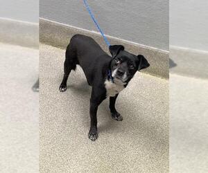 Chihuahua-Unknown Mix Dogs for adoption in Las Vegas, NV, USA