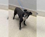 Small Chihuahua Mix