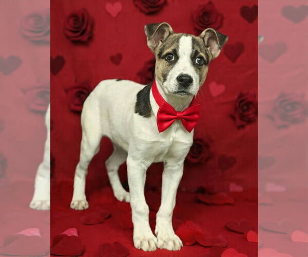 Medium Photo #8 Mutt Puppy For Sale in Talladega, AL, USA