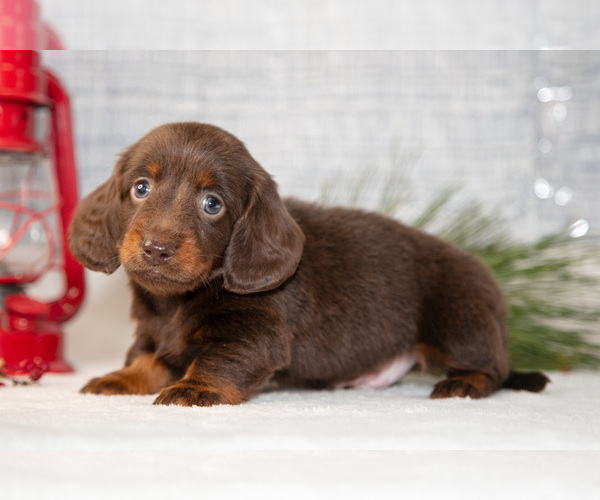 Medium Photo #10 Dachshund Puppy For Sale in GOSHEN, IN, USA