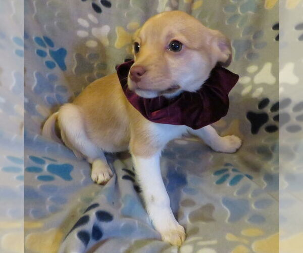 Medium Photo #4 Jack Chi Puppy For Sale in Grovertown, IN, USA