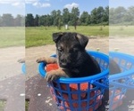Small Photo #2 German Shepherd Dog Puppy For Sale in SUMPTER TWP, MI, USA
