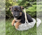 Delaney - Female German Shepherd Dog Puppy for Sale - Photo #2