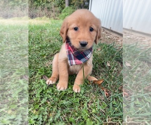 Golden Retriever Puppy for sale in CORSO, MO, USA