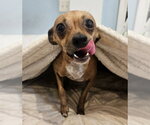 Small #3 Chihuahua