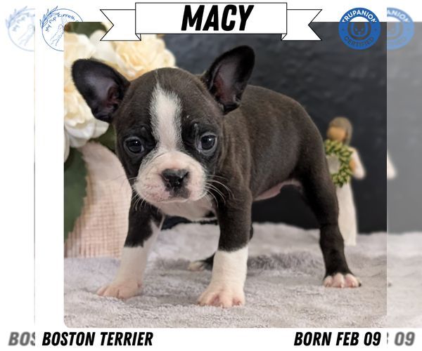 Medium Photo #27 Boston Terrier Puppy For Sale in GOSHEN, IN, USA