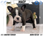 Puppy Macy Boston Terrier