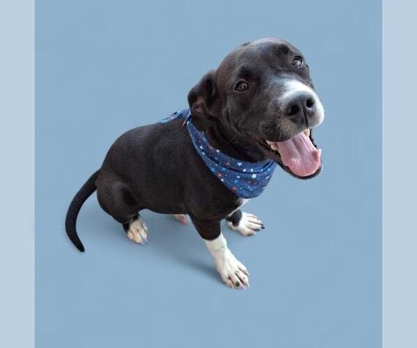 Medium Photo #2 American Staffordshire Terrier Puppy For Sale in Bakersfield, CA, USA