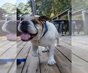 Bulldog Dogs for adoption in Huntsville, TX, USA