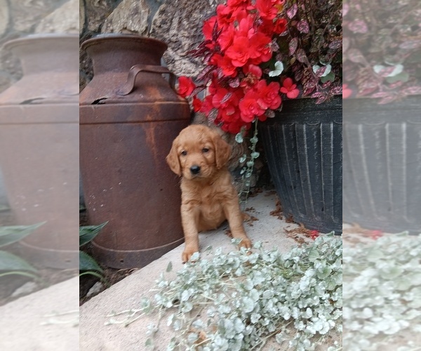 Medium Photo #11 Golden Retriever Puppy For Sale in GREENWOOD, WI, USA
