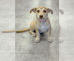Small #6 Dachshund Mix