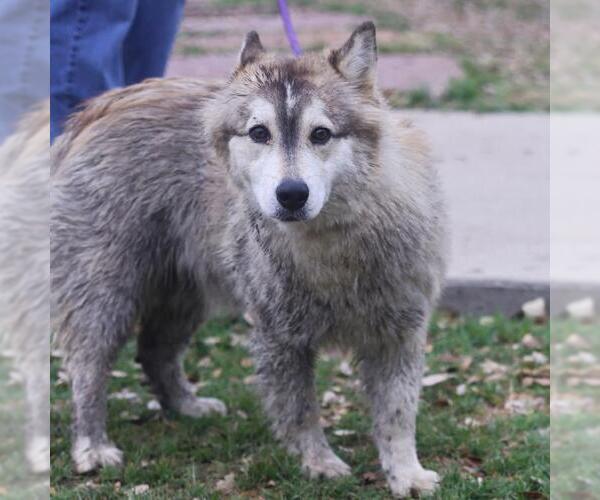 Medium Photo #1 Siberian Husky-Unknown Mix Puppy For Sale in San Antonio, TX, USA