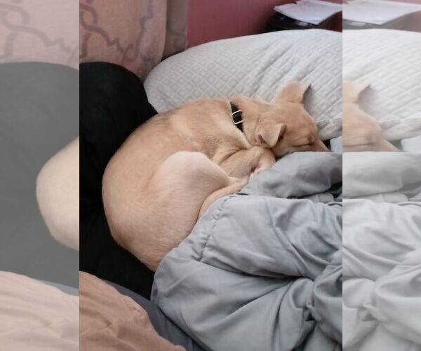 Medium Photo #7 Gerberian Shepsky Puppy For Sale in Princeton, MN, USA